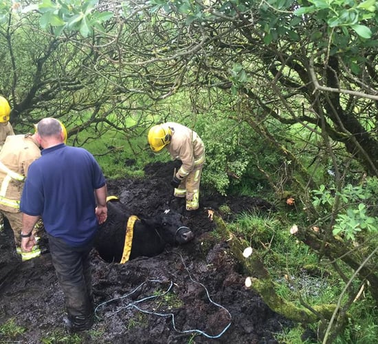 Pics: Firefighters come to the aid of two separate farmers to rescue animals
