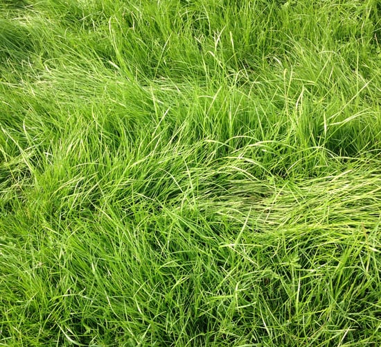 'Return on investment in utilisation of grass cannot be ignored'