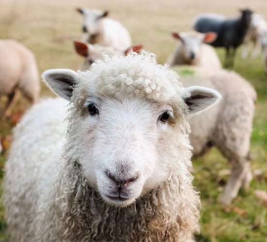 Top tips for managing beef and sheep enterprises - for June