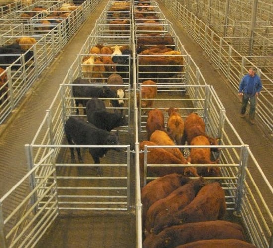 Department of Agriculture employee fined for assaulting farmer at the mart