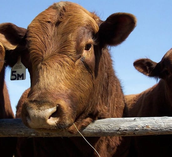 US beef moves a step closer to accessing 'enormous' Chinese market