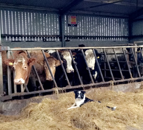 Is your herd suffering from one of the most common causes of abortion?