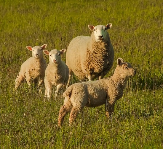 Dogs attack and kill eight sheep on Leitrim farm