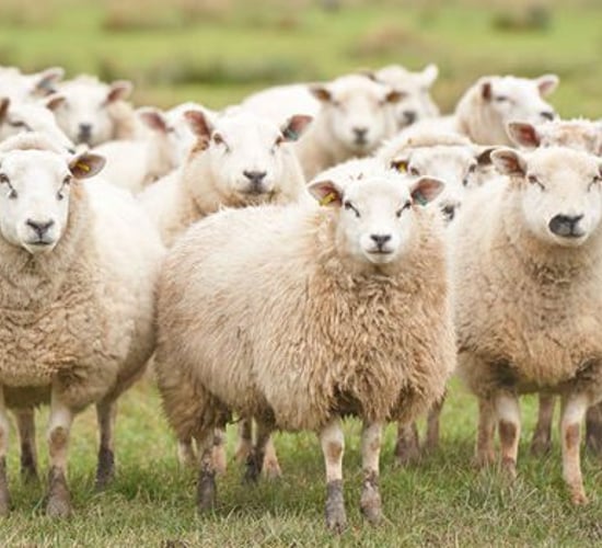Farm Assist recipients fall 33% in 5 years