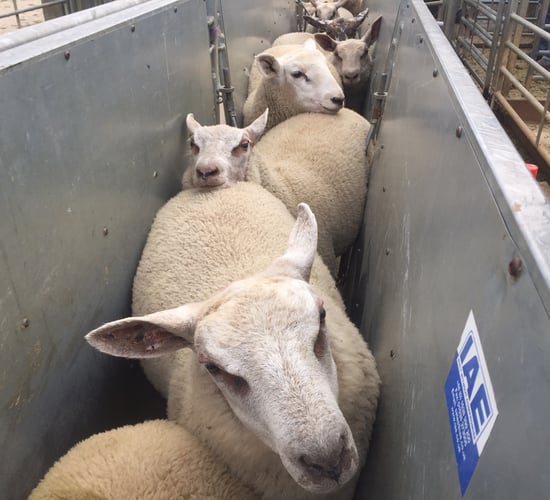 Lamb trade: 'Attempts to manage throughput clear indication of tight supplies'