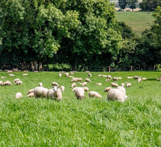 UK think tank calls for farm subsidies to be axed after Brexit