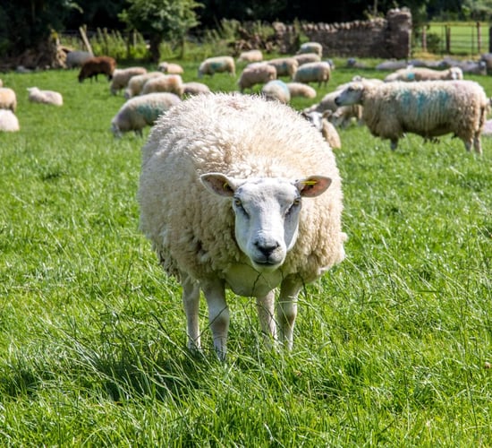 Farm Focus: Doubling grass growth and ewe numbers in just five years