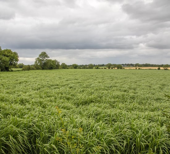 Are the flames beginning to burn out for Ireland's miscanthus growers?