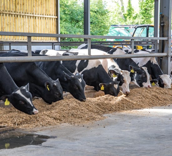 Is rose veal a viable option for Holstein Friesian bull calves?