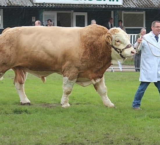 An abundance of agri shows in the south this Sunday
