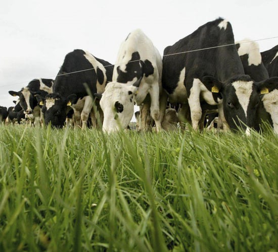 Can raising cow numbers hurt farm profitability?