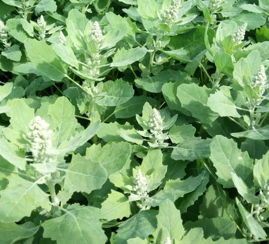 Irish farms take part in quinoa trials