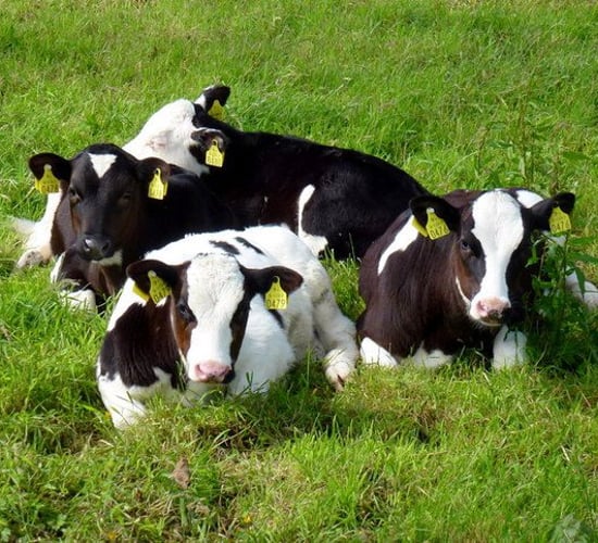 Reminder: Teagasc Moorepark dairy open day tomorrow