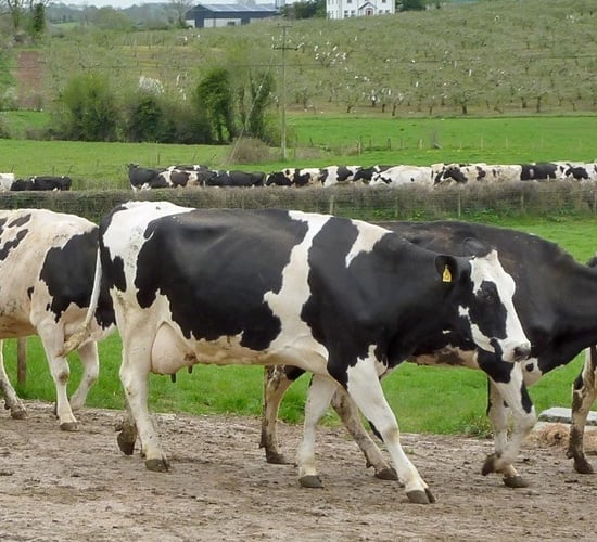 Considerations for efficient cow flow on your farm