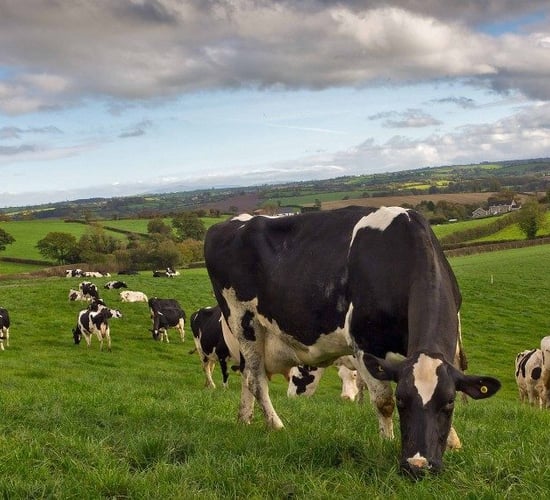 Strategies to increase the length of grazing season for spring and autumn-calving cows