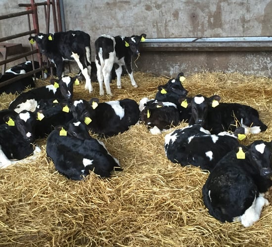 Bord Bia: Opportunity to enhance Irish veal production 'over time'