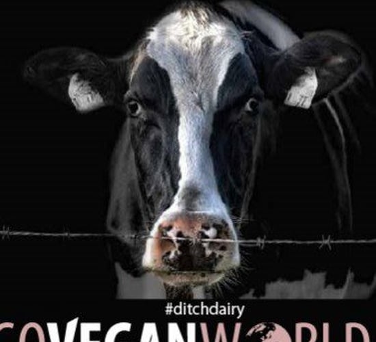 Complaints over Irish ad declaring dairy as ‘inhumane’ rejected by regulator