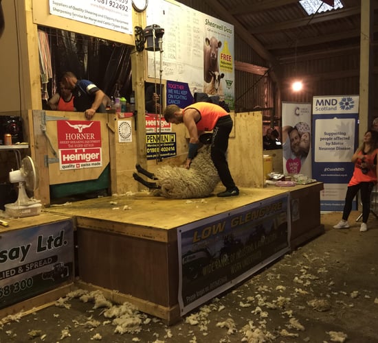 Pics: Scotsman shears 2,000 sheep in 50-hour marathon