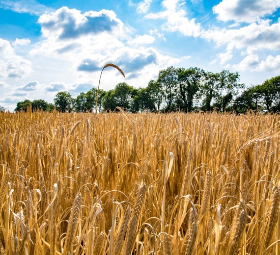 Did tillage land rental charges increase or decrease in 2018?