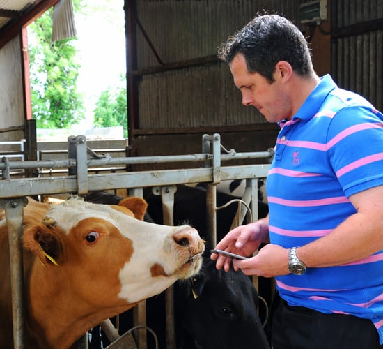 Taking the paperwork out of suckler farming