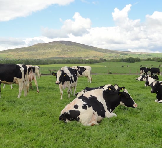 IHFA to host European Holstein conference in Dublin