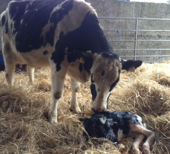 Transition period: Getting management of cows right