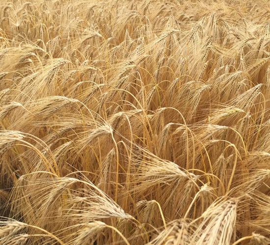 5-10% yield jump expected from 'next generation' hybrid barley varieties