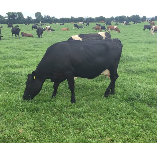 Moving to 220 cows: Crossbreds deliver the goods, but there's room to improve