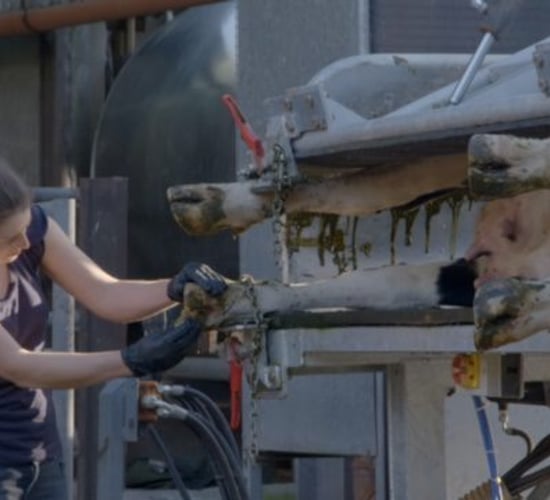 Hoof trimming problems inspired Cork farmer to innovate