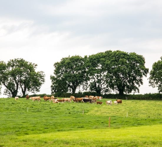 A 50 year journey: Developing animal health products for Irish farming needs