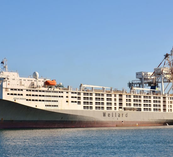 6,600 NZ dairy cows en route to China aboard world's largest livestock carrier