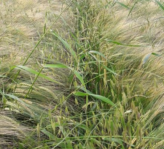 Controlling wild oats with broadleaved application