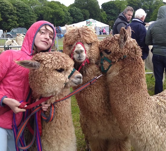 Alpacas in huge demand as 'extraordinary livestock'