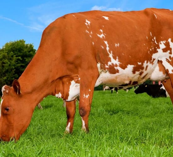 Why farmers are moving towards easy-care grass varieties