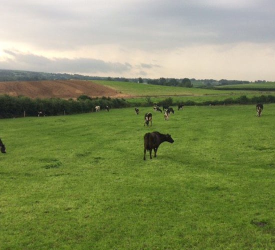 Grass advice: Managing surplus grass and rotation length