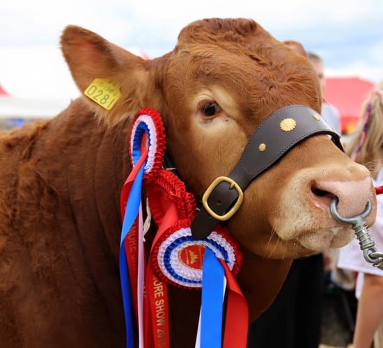 Tullamore Show unveils new National Livestock Show title sponsor