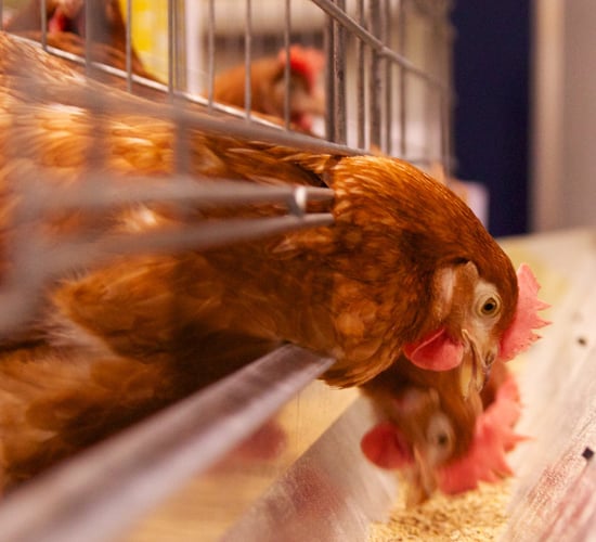 'Biggest-ever' cannabis factory uncovered on UK chicken farm