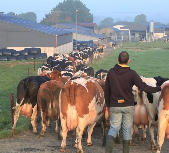 Protecting milk quality during dairy expansion