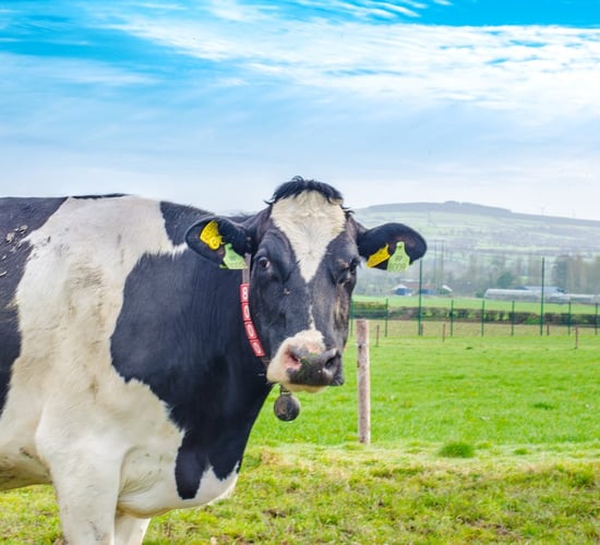 Rising milk price sees dairy investment confidence grow