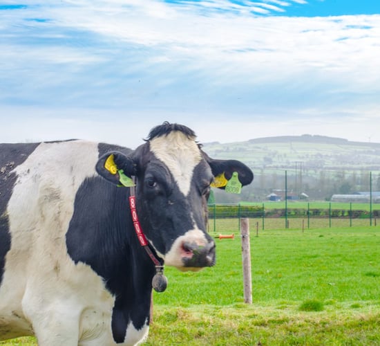 EU voluntary milk reduction scheme deemed 'a great success'