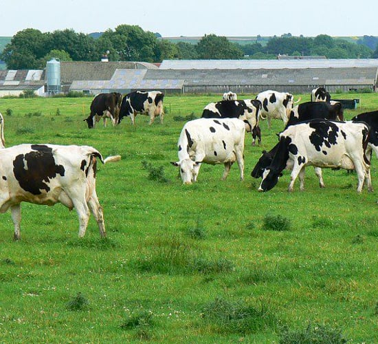 'The right technology fuels dairy expansion sustainably'
