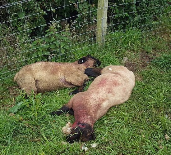 Graphic content: Sheeps' ears sliced off and 'throats stabbed' in malicious attack