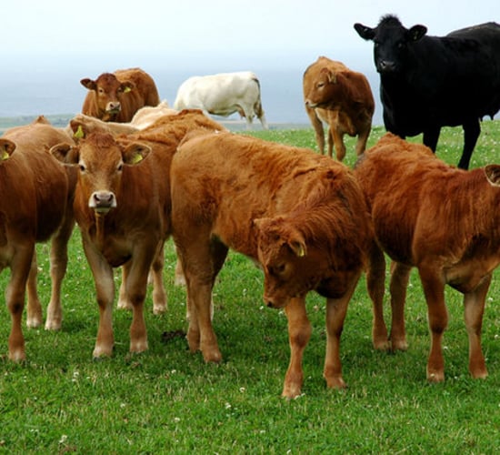 International animal genetics conference in Dublin this week