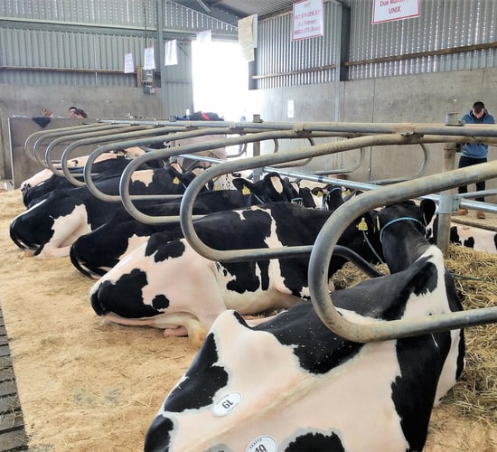 Pics: €6,500 top price at Holstein Friesian open day sale