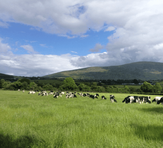 'Grass growth plummets from highs seen in early June'