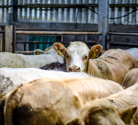 TB levels in the North peak at highest rate in over a decade