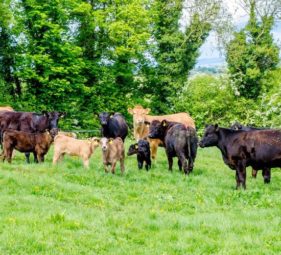 Agri-pharma firm Norbrook's profits soar in latest accounts