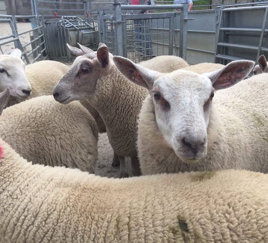 Be careful when drafting lambs, as kill out percentage plummets
