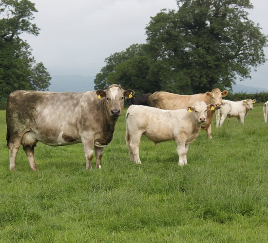 'Alternative uses' suggested for land 'released from beef production'