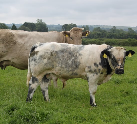 Pneumonia in weanlings: Prevention is better than cure